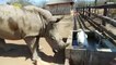 African White Rhino and Pupper Form Unlikely Friendship