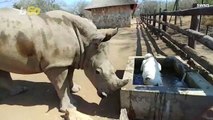 African White Rhino and Pupper Form Unlikely Friendship