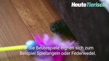 So kannst du deine Katze zu Hause beschäftigen