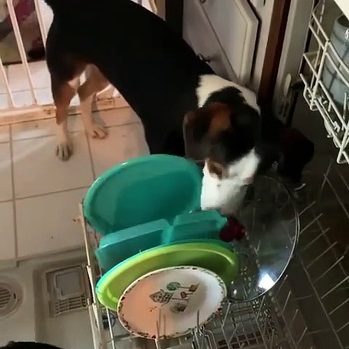 Ce chien lèche la vaisselle.. plus besoin de la laver !