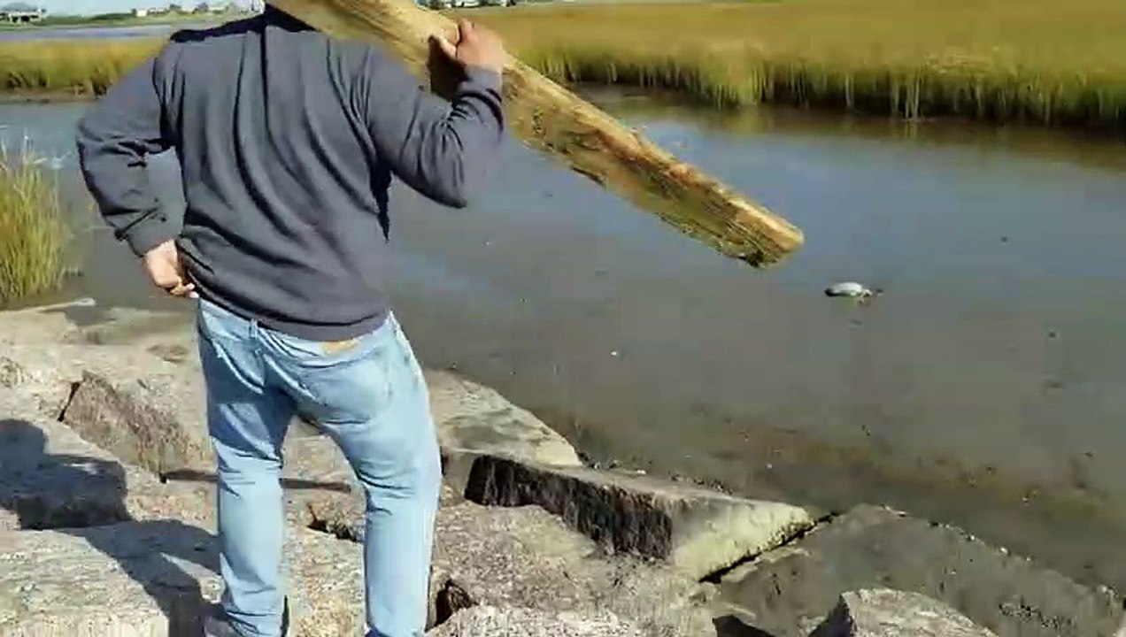 Il sauve une tortue coincée dans la boue et sables mouvants !