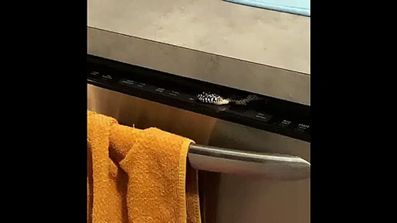 Un serpent se cache dans son lave-vaisselle en plein confinement !
