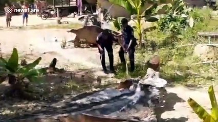 Thai farmer shocked after finding 16ft long king cobra in his back garden