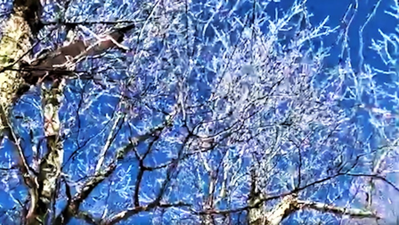 Ice chunks rain down from the trees