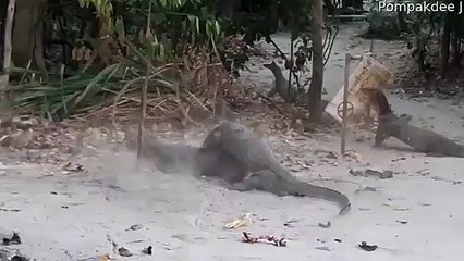 Monitor Lizard Battle Over Territory