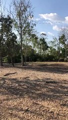 Trasladan a Culiacán 59 venados rescatados en Tabasco