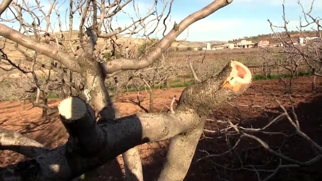 Fıstık bahçesinde ağaçların kesildiği iddiası