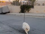 خوفاً من كورونا: رجل يستخدم طريقة ذكية لتنزيه كلبه دون أن يغادر منزله