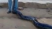 Ces brésiliens ont capturé un énorme anaconda