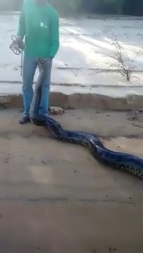Ces brésiliens ont capturé un énorme anaconda