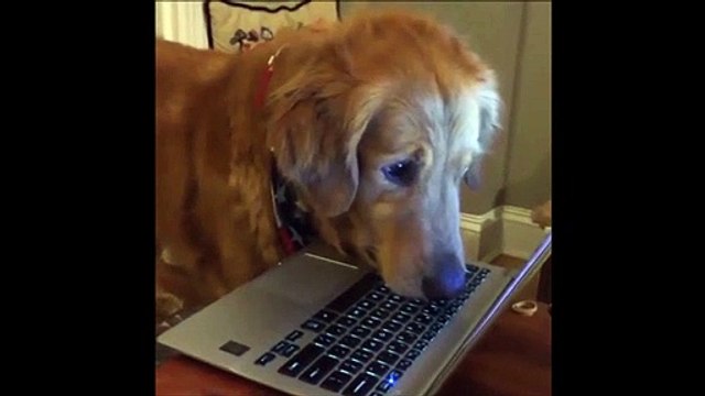 Les chiens aussi doivent s'occuper pendant le confinement