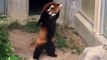 Réaction adorable de ce panda roux qui a peur d'un rocher