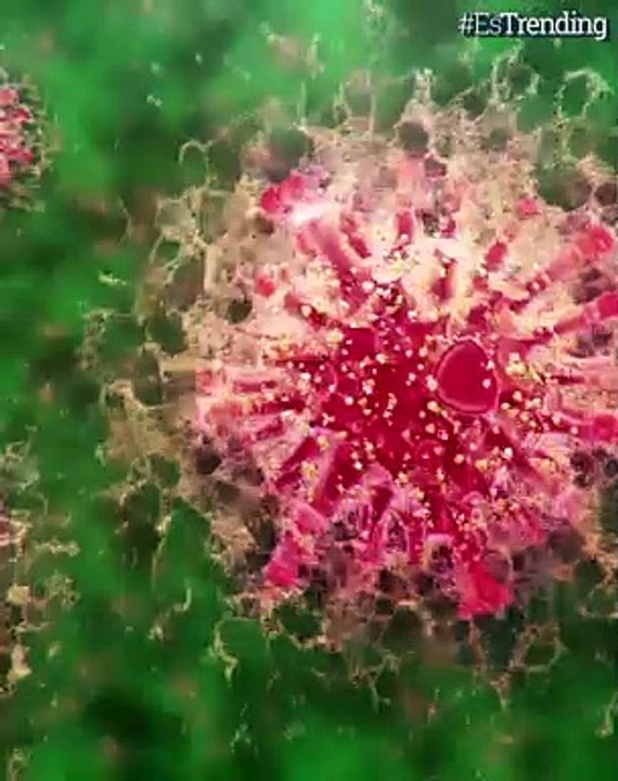 A los 89 años, falleció Lucía Bosé, madre del cantante Miguel Bosé