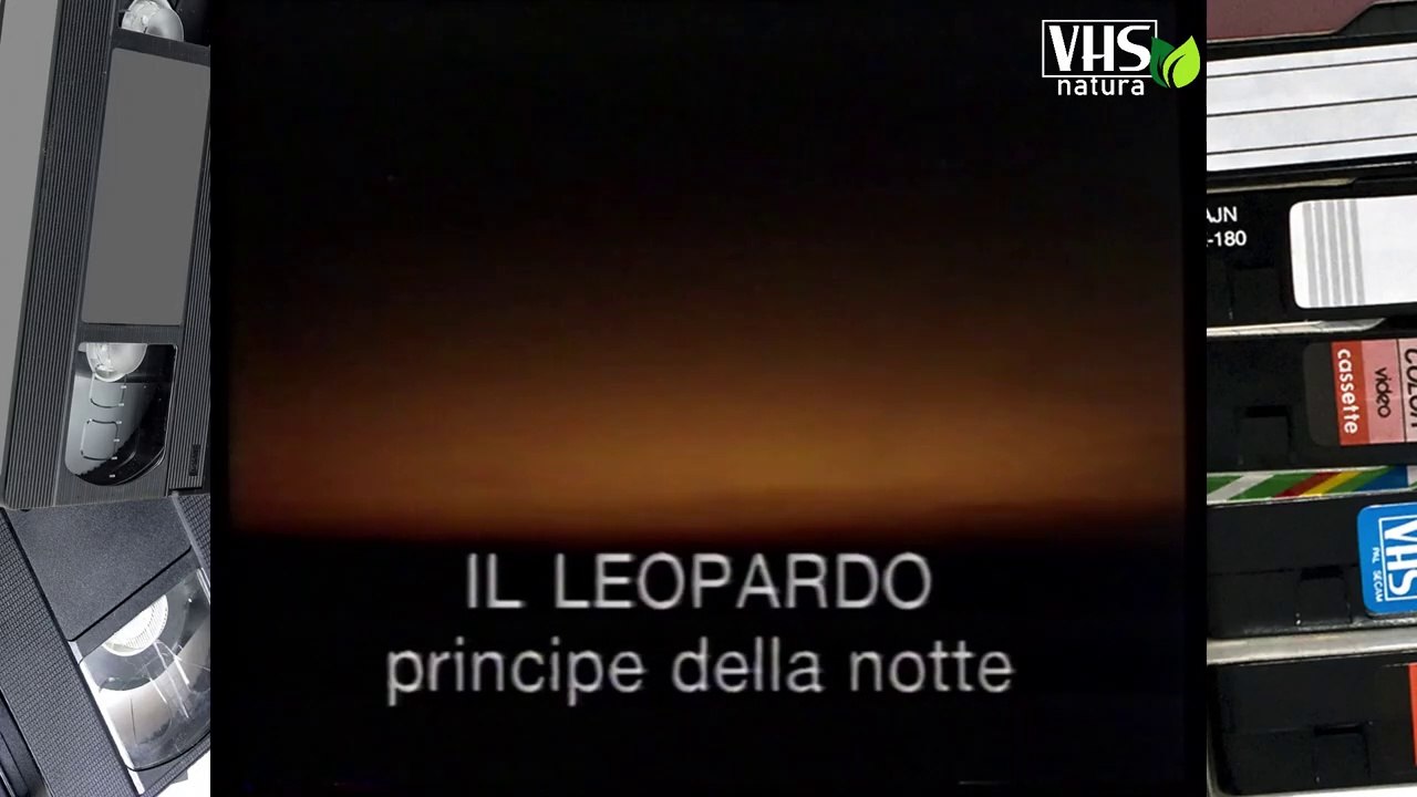 IL LEOPARDO principe della notte
