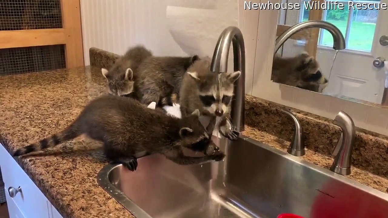 Orphaned Raccoons Wash Their Hands Together - video Dailymotion