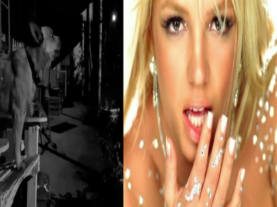 Does this puppy sound like it is singing 'Toxic' by Britney Spears? - ABC15 Digital