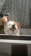 Japanese dog jumping with joy