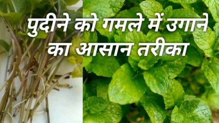 Pudine ko gamle ma ugane ka aasan tareeka
