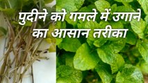 Pudine ko gamle ma ugane ka aasan tareeka