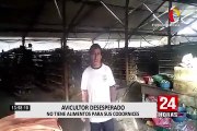 Alcalde de Lurín se comprometió a brindar alimento para codornices a avicultor que pedía ayuda