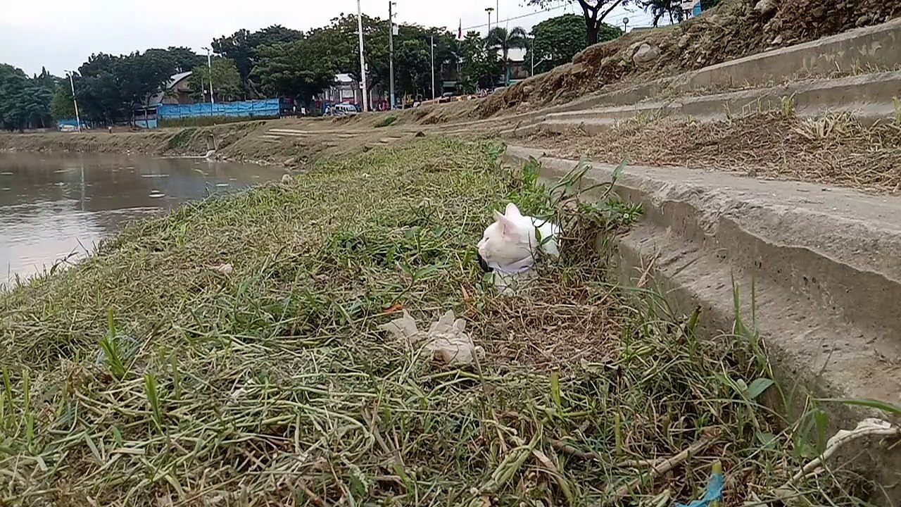 Half blue-&-yellow eyed cat walking on the riverside