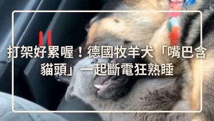 petsmao.nownews-copy1-20200325-12:14