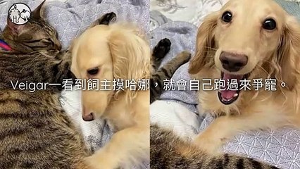 petmao_curation_mobile-copy3-20200325-12:17