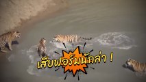 เจ้าป่าภาษาอะไร.. เสือตัวใหญ่ 4 ตัว รุมจับเป็ดน้อยตัวเดียวยังทำไม่ได้