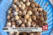 Pachacámac: municipio donó huevos de codorniz y víveres a familias vulnerables afectadas por cuarentena