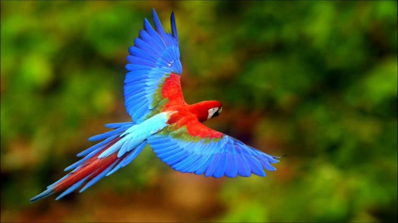 Nature Bird Airtel Ringtone | Play Video 99 - video Dailymotion