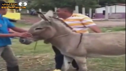 موقف كوميدي ومضحك محاولة ركوب الحمار