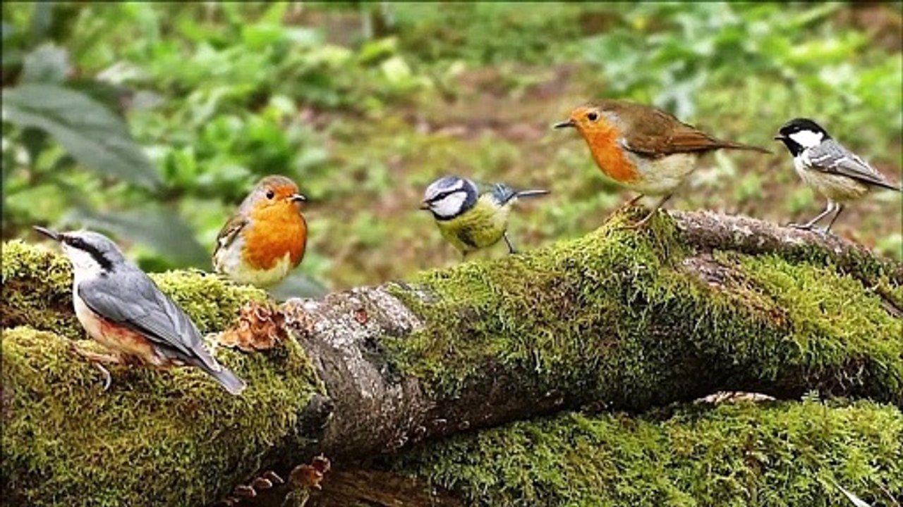 Forest Birds | Ringtones for Android | Animal Ringtones | Play video 99