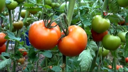Korona virüs domatesin kilosunu 1 liraya kadar düşürdü