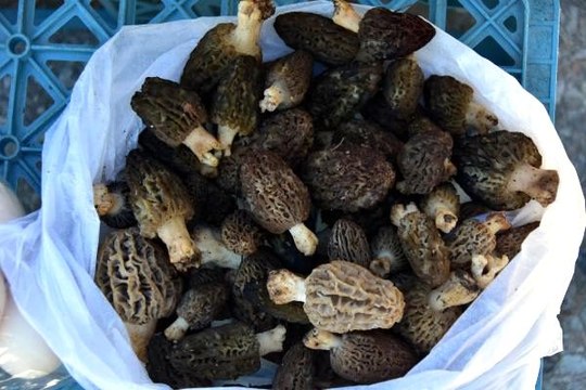 Bağışıklık sistemini güçlendiren kuzugöbeği mantarının kilosu 150 liradan satılıyor