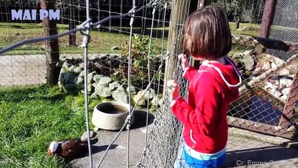 HAVING A BORED DAY  Funniest Animals Scared People Reaction of 2020 Weekly  Funny Animal Video
