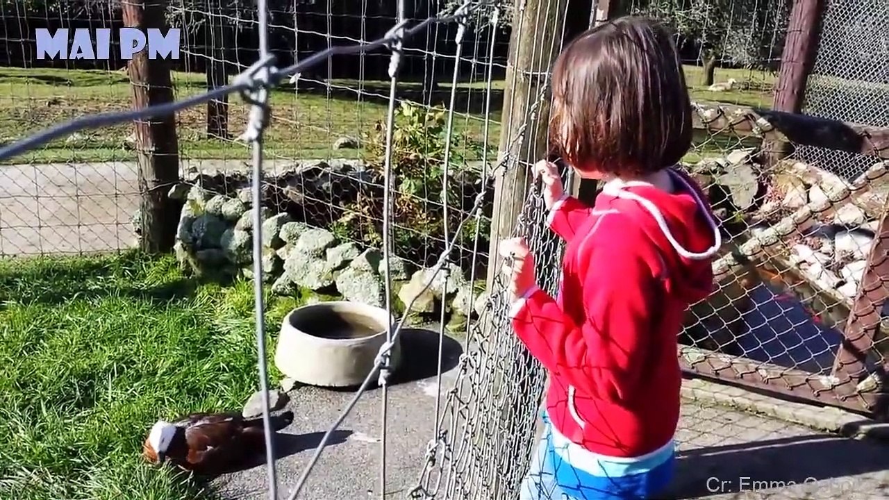 HAVING A BORED DAY  Funniest Animals Scared People Reaction of 2020 Weekly  Funny Animal Video