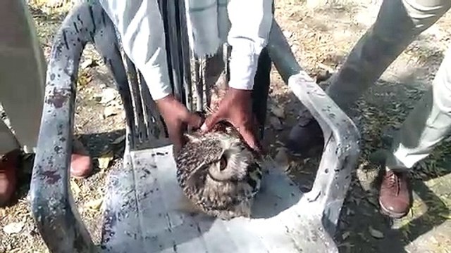 मंदसौर: दुर्लभ जाति का उल्लू वन विभाग ने पकड़ा