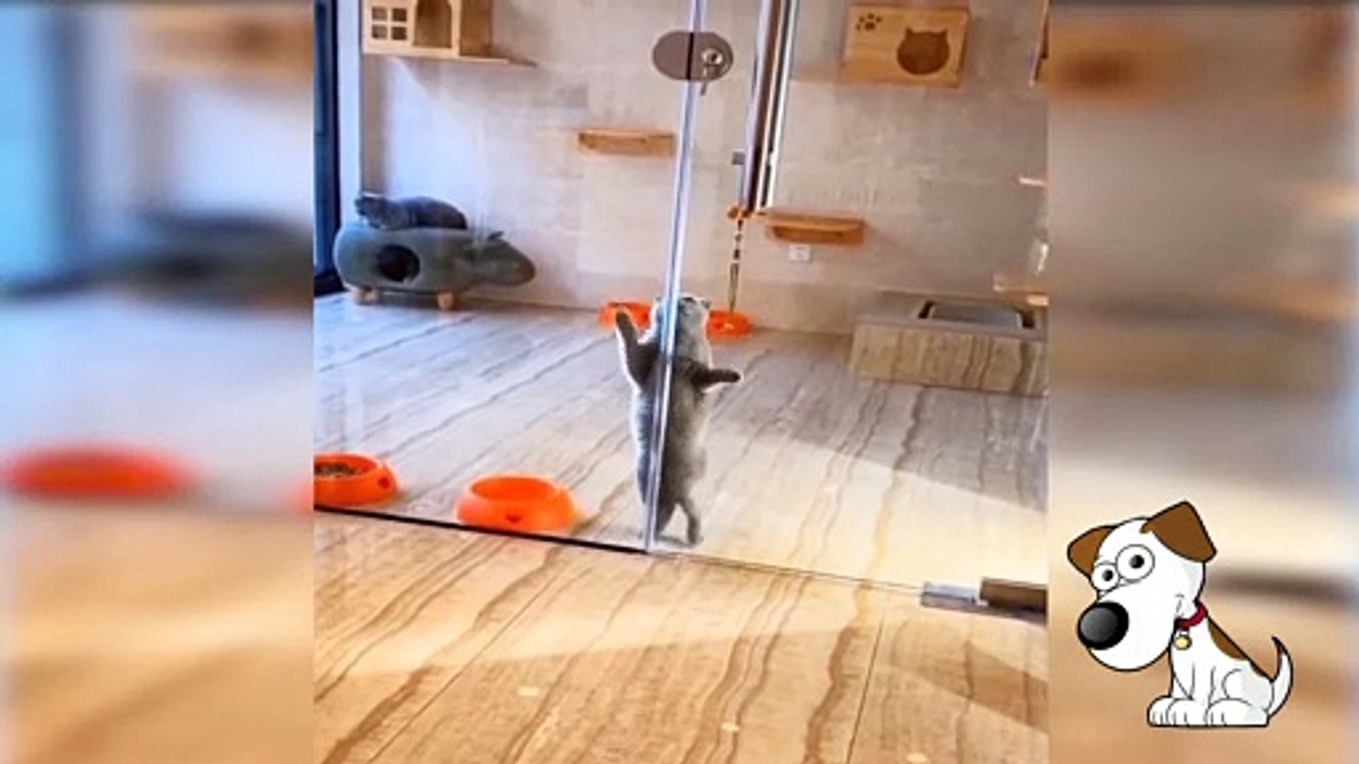 Cute Pets And Funny Animals Compilation