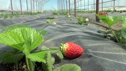 ŞIRNAK Belediye serada ürettiği çileği halka dağıtacak