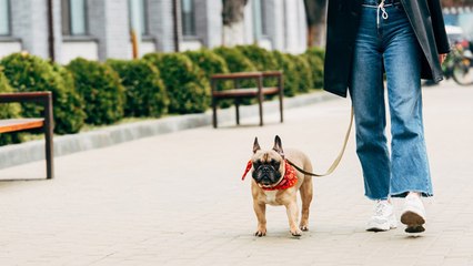 Normas para sacar al perro durante la cuarentena