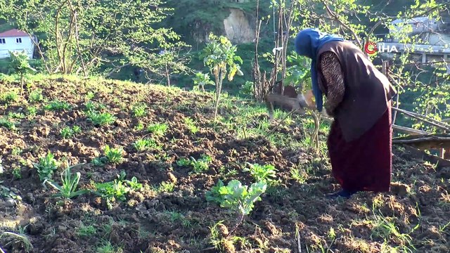 Yılda 2 ay yetişen 'Sakarca' tezgahları ve sofraları süslüyor