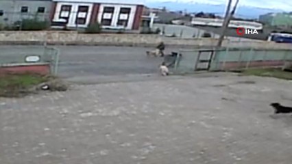 Köpeğe, köpekle işkence etti...O anlar kamerada