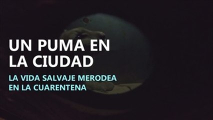Rescatan a un puma en domicilio particular de Chile