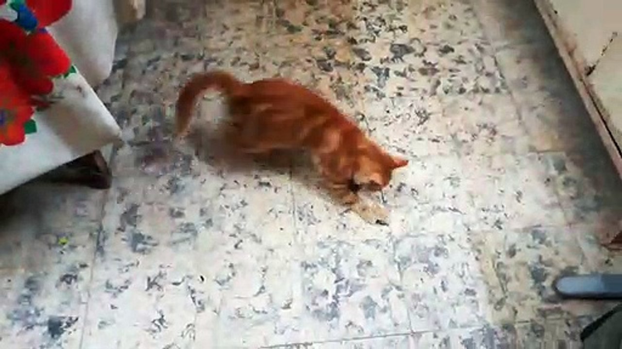 Kitty Was Introduced To Dead Snake
