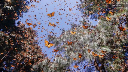 Millions of Monarchs Fly to This Butterfly Forest in Mexico Every Year