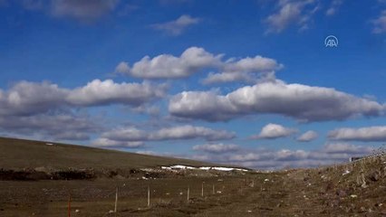 Kars'ta canlanan doğa yaban hayatıyla şenlendi