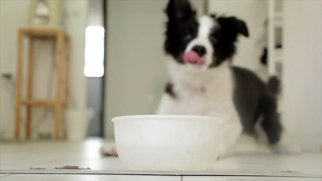 My sad black dog drinks water