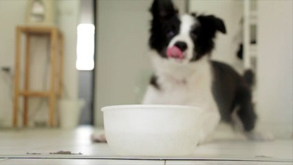 My sad black dog drinks water