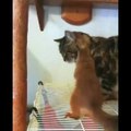 Cute, funny cat videos for kids  Cute baby cat Videos Compilation cute moment of the animals
