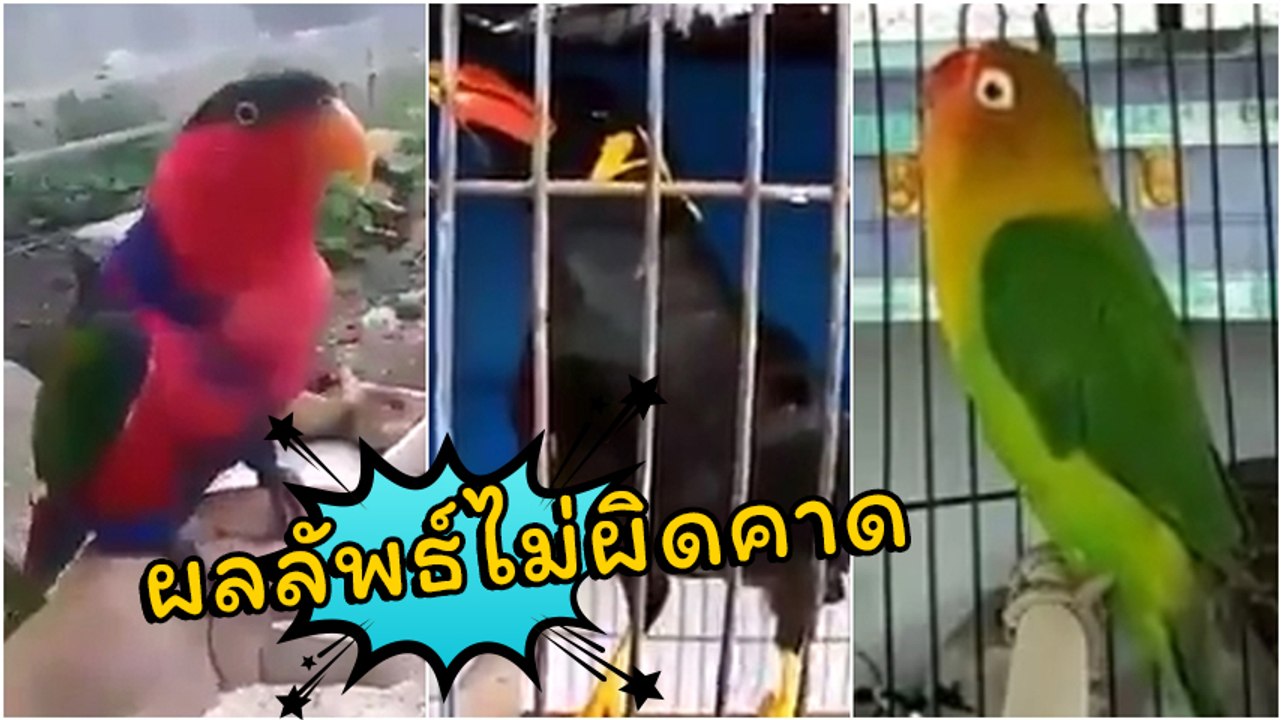 ซื้อนกมา 3 ตัว แขวนไว้คนละที่ เล้าไก่ ห้องนอน ว...